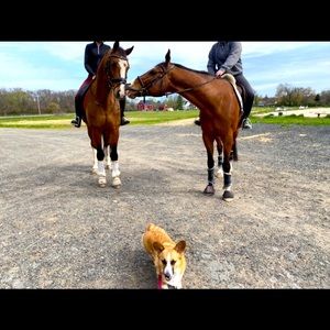 Meet your Posher, Sara